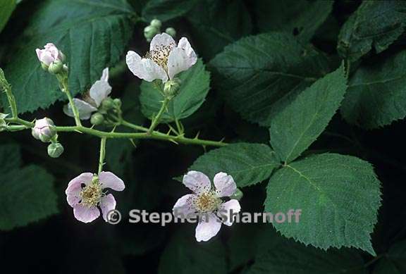 rubus armeniacus 2 graphic